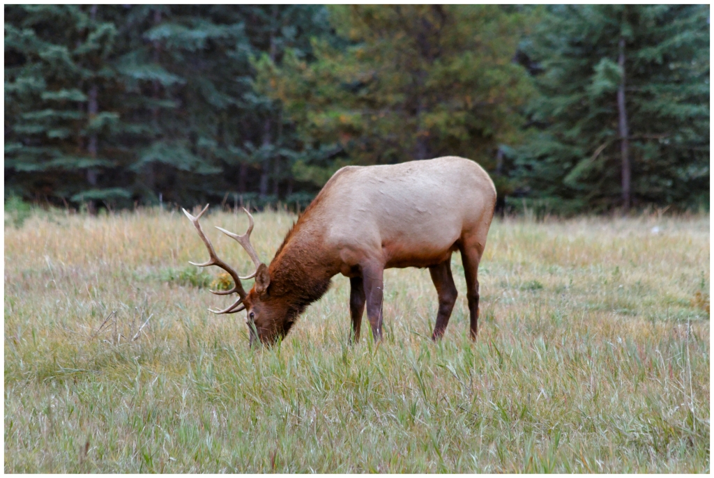 07 - Banff NP (23).jpg